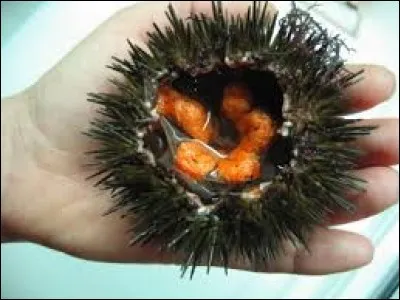 Qu'est ce fruit de mer ?