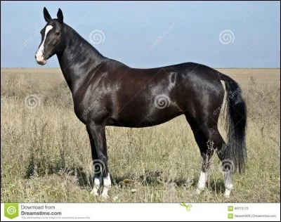 Quelle est la robe ?