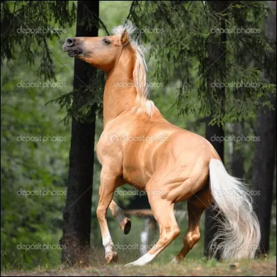 Quelle est la robe ?