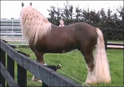 Quelle est la robe ?