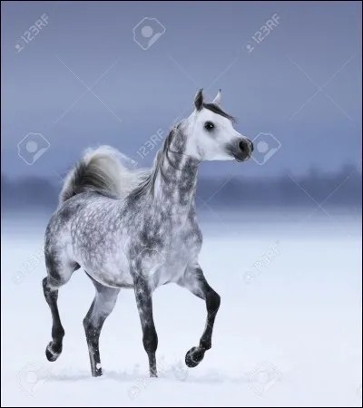 Quelle est la robe ?