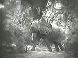 Changement de monture, comment se nomme, un peu plus éléphantesque, celle de Tarzan ?