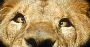 Dans Daktari, le célèbre feuilleton de la fin des années 60, comment se nomme le gentil lion qui louche ?