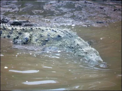 Quel est ce fleuve costaricien, se jetant dans l'océan Pacifique, qui doit sa renommée aux nombreux crocodiles qu'il abrite à proximité de son embouchure ?