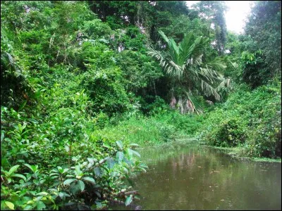 Ce parc national, situé sur la côte caraïbe, se compose d'une jungle impénétrable et de nombreux canaux. Il doit son nom à un animal qui vient se reproduire sur ses plages. Quel est ce parc ?