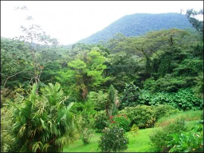 Quelle expression, typiquement costaricienne et intraduisible, est utilisée énormément par les locaux pour se saluer ou se souhaiter du bien ?