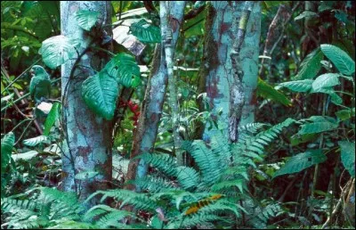 Un animal se cache sur cette photo, retrouve-le !