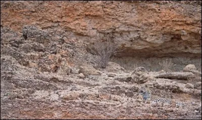 Dans ce désert, il passe inaperçu !