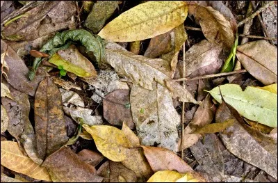 Un animal est présent sur la photo !