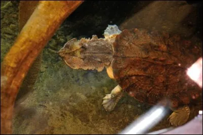 Son principal atout, le camouflage !