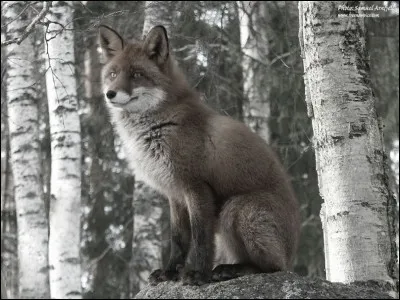 Dans quelle fable de La Fontaine, le renard dit-il "Que vous êtes joli, que vous me semblez beau" ?