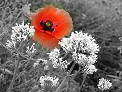 Qu'il est joli ! Dans une comptine on dit qu'il est gentil, Mesdames ! Mais comment est-il aussi ?