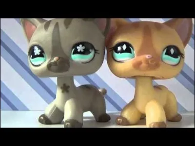 Comment appelle-t-on ces espèces ?