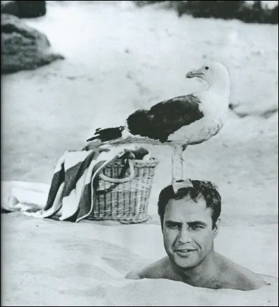 Cet acteur de légende promena ses guêtres « Sur les quais », prit « Un tramway nommé désir » avant de s'embarquer pour « L'équipée sauvage ». « Le parrain » prit part au « Bal des maudits » mais c'est dans « Le dernier tango à Paris » que cet acteur mythique sans aucun filtre provoqua le scandale tout en effectuant une de ses meilleures prestations, aux dires des puristes.