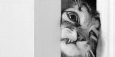 Pour dire "apparaître", "se montrer", on emploie l'expression : "Montrer le bout de ..."