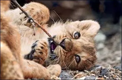 Quel est cet animal, en pleine partie ?