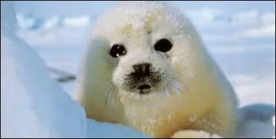 Quel est cet animal, en pleine bronzette ?