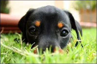 Quel est ce chien, qui vous fait craquer ?