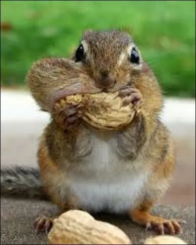 Quel est cet animal, en pleine dégustation ?