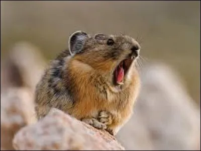 Quel est cet animal, apeuré ?