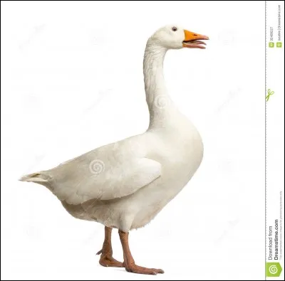 Qu'est-ce le Mega Anser ?