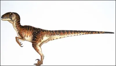 Quel est ce carnivore ?