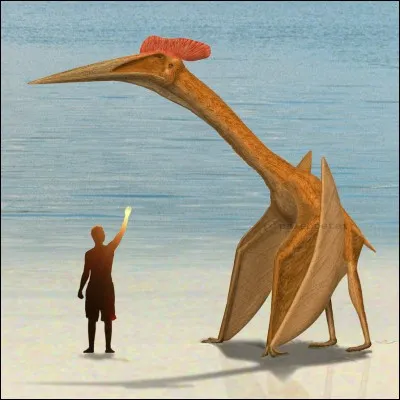 Quel est ce ptérosaure ?