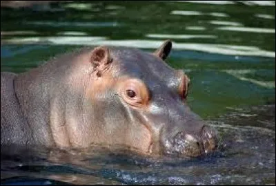 De quelle couleur est le lait des hippopotames ?