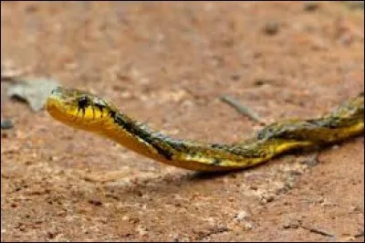 Quelle est la taille du plus petit serpent au monde ?