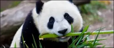 Combien d'heures par jour les pandas passent-ils à manger du bambou ?
