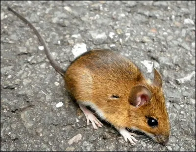 Ces animaux m'ont aidée pendant que j'étais servante !