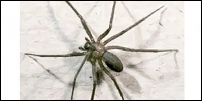 Combien de pattes a l'araignée ?