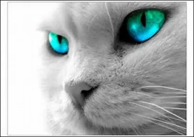 Qui dit : "Alors comme ça, tu es revenu, Flèche Grise ? Tu prétendais pourtant que la vie serait meilleure dans la forêt." ?