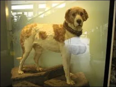 Comment se nomme ce légendaire saint-bernard qui a retrouvé 41 voyageurs égarés ?