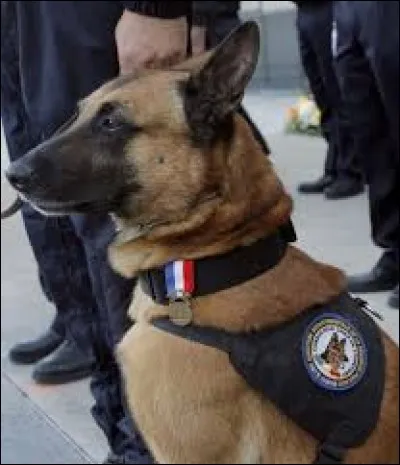 Quel est ce chien, souvent utilisé par la police ?