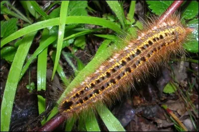 La Buveuse est le nom d'un lépidoptère nocturne.