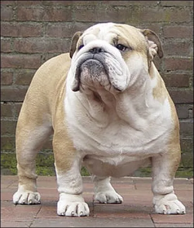Le bulldog anglais signifie littéralement "chien-taureau".