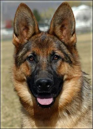 Qu'est ce que ce chien ?