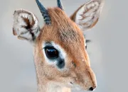 Quiz Animaux