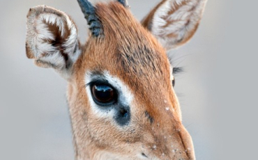 Quiz Animaux