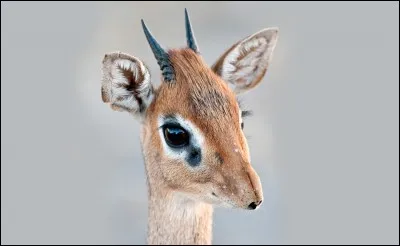 Quel est cet animal ?