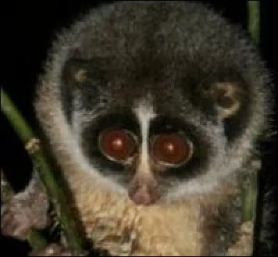 Quel est cet animal ?