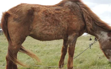 Quiz Poneys
