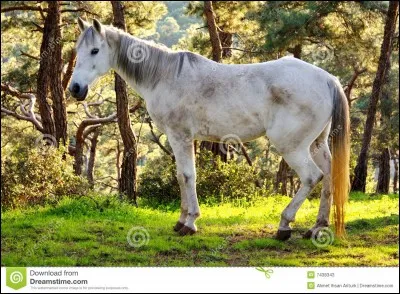 Un cheval peut-il avoir des coliques ?