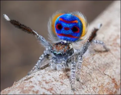 Aragog, l'araignée géante, est un(e)...