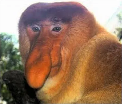 Quel est ton animal préféré ?