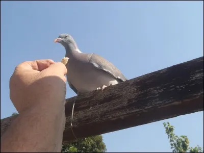 Avoir un poil dans la main !