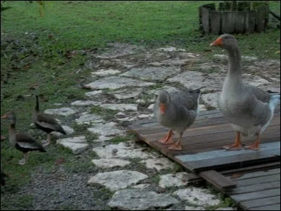 Elle oit l'oie, l'oie oit ce que toute oie oit, ce que nous oyons l'oie l'oit-elle ?