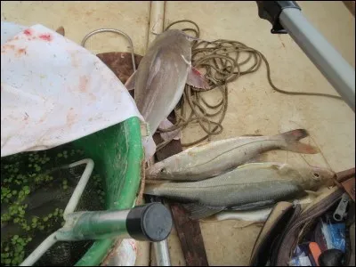 De ces trois techniques, laquelle fait partie de la panoplie du pêcheur en mer ?