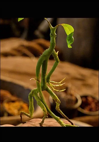 Comment les Botrucs protègent-ils leurs arbres?